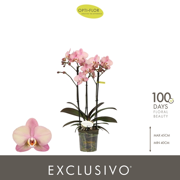 Phalaenopsis Multiflora 3-t Jupiter