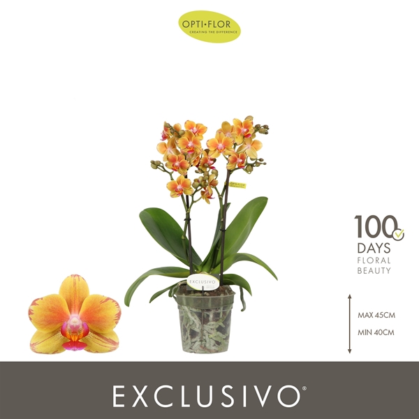 Phalaenopsis Multiflora 2-t Juno