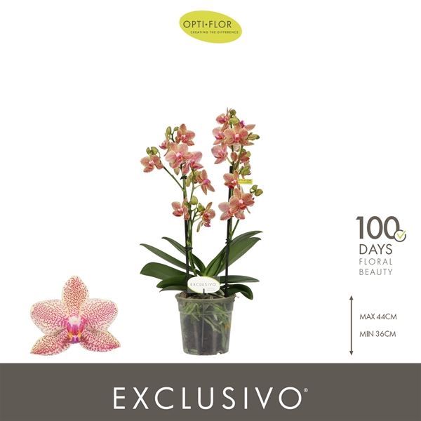 Phalaenopsis Multiflora 2-t Pikachu