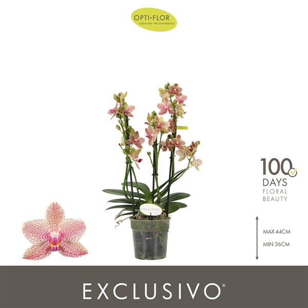 Phalaenopsis Multiflora 3-t Pikachu