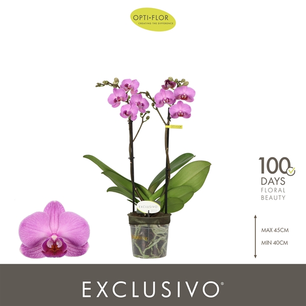 Phalaenopsis Multiflora 2-t Shiva