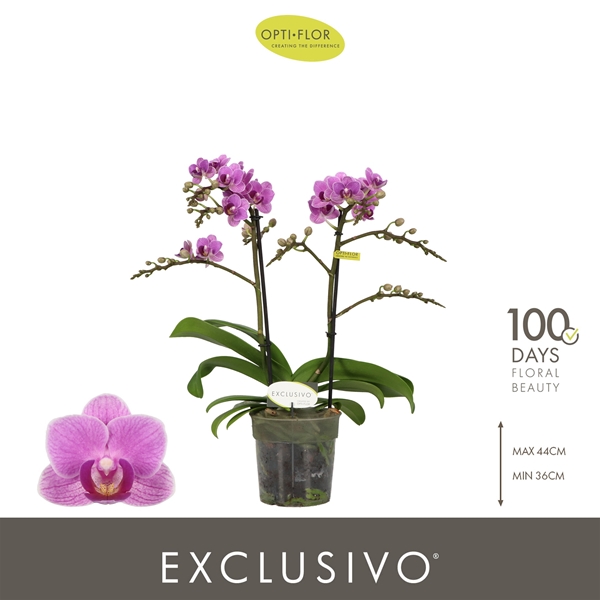 Phalaenopsis Multiflora 2-t Violet Queen