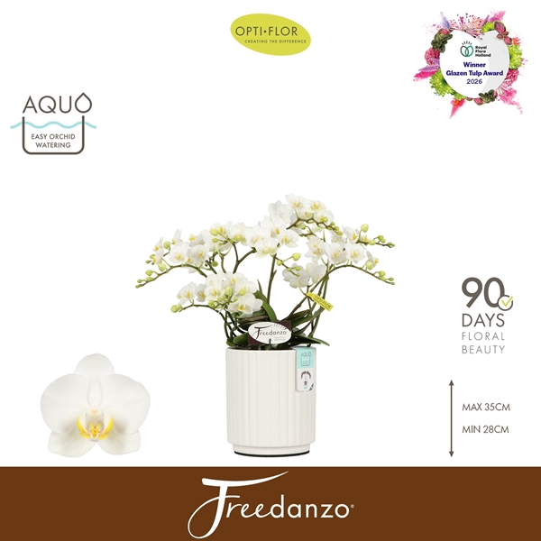 Phalaenopsis Freedanzo Dove in Molise White Aquo