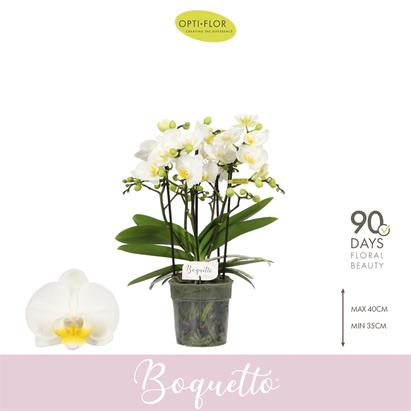Phalaenopsis Boquetto Innocent 