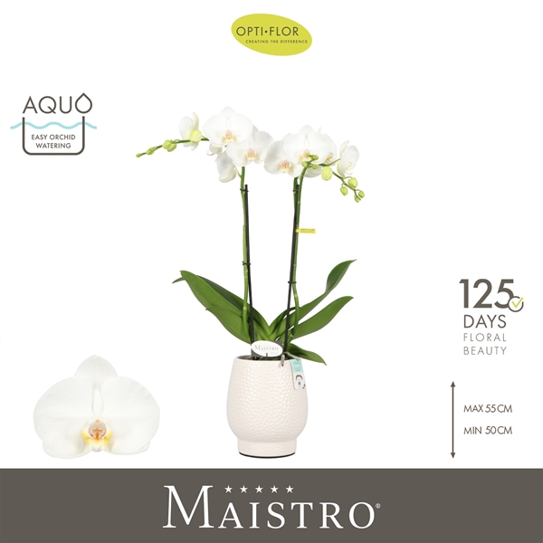 Phalaenopsis 2-t Maistro Mozart in Abruzzo White Aquo