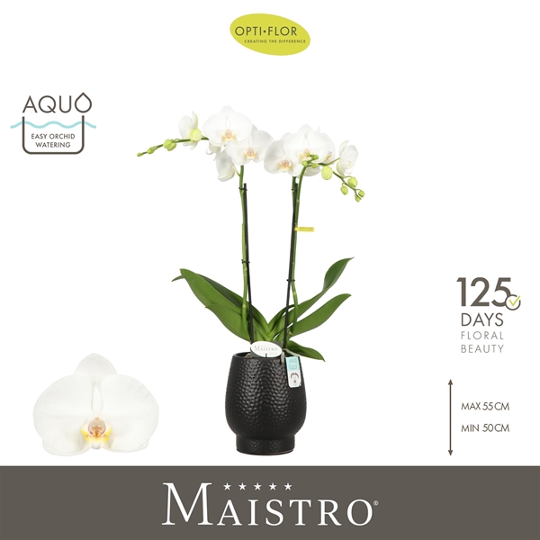 Phalaenopsis 2-t Maistro Mozart in Abruzzo Black Aquo