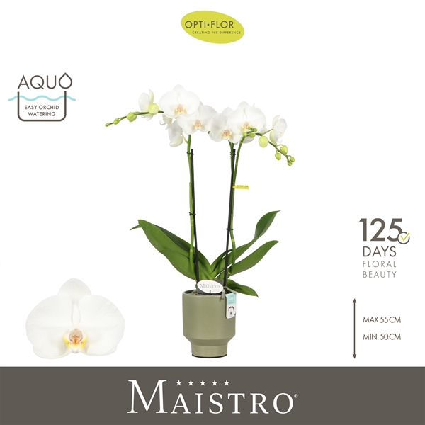 Phalaenopsis 2-t Maistro Mozart in Emilia Green Aquo