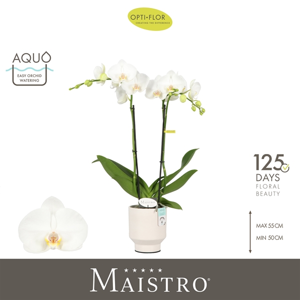 Phalaenopsis 2-t Maistro Mozart  in Emilia White Aquo