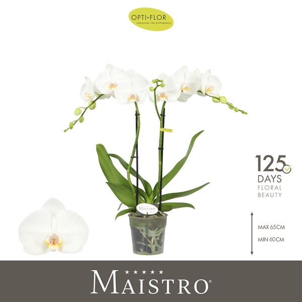 Phalaenopsis Maistro 2-t Mozart