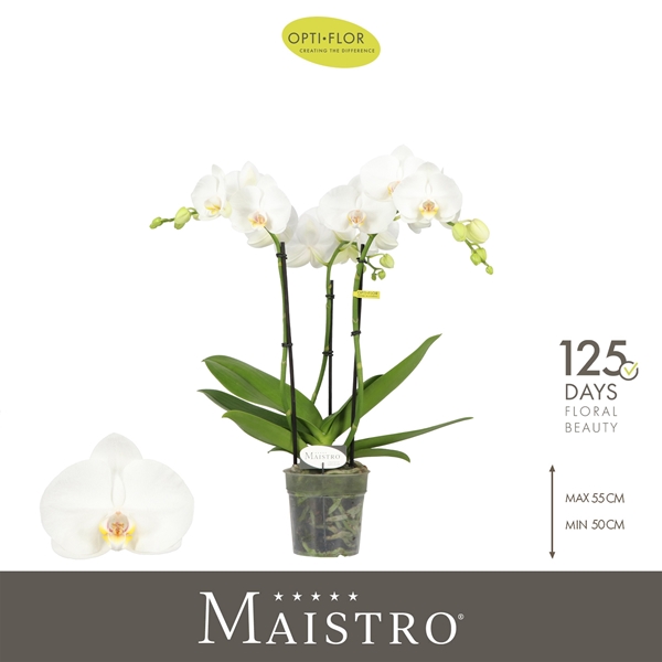 Phalaenopsis 3-t Maistro Mozart