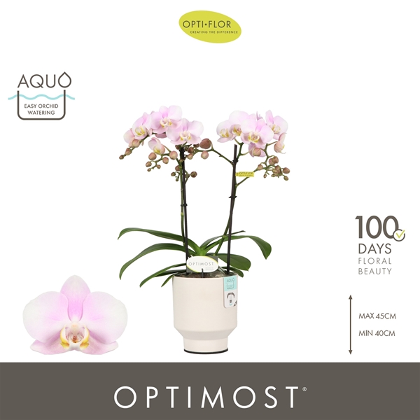 Phalaenopsis 2-t Angel Eyes in Emilia White Aquo