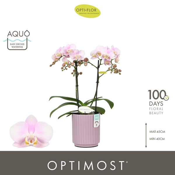 Phalaenopsis Multiflora 2-t Angel Eyes in Molise Lilac Aquo