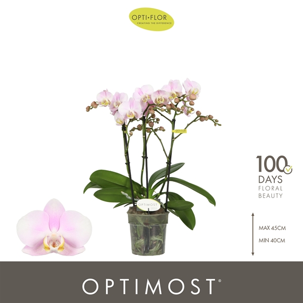 Phalaenopsis Multiflora 3-t Angel Eyes