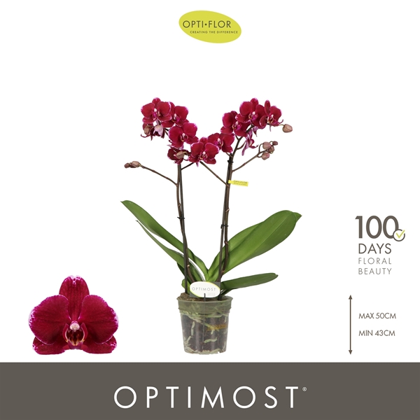 Phalaenopsis 2-t Ares