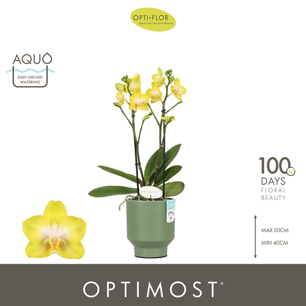 Phalaenopsis Multiflora 2-t Arezzo in Emilia Green Aquo