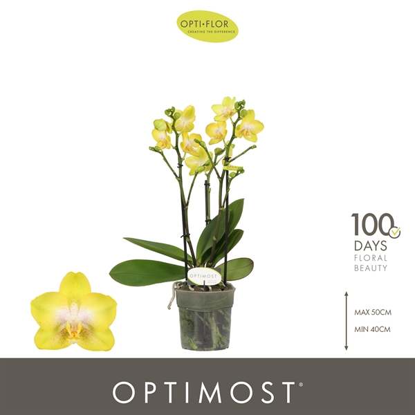 Phalaenopsis Multiflora 3-t Arezzo