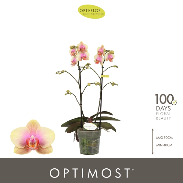 Phalaenopsis Multiflora 2-t Belle Helene