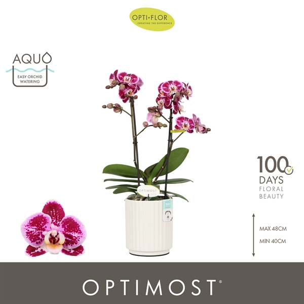 Phalaenopsis Multiflora 2-t Bubbles in Molise White Aquo
