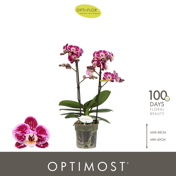Phalaenopsis Multiflora 2-t Bubbles