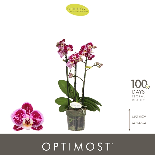 Phalaenopsis Multiflora 3-t Bubbles