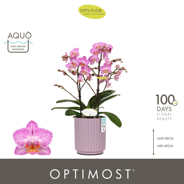 Phalaenopsis Multiflora 2-t Honeybee in Molise Lilac Aquo