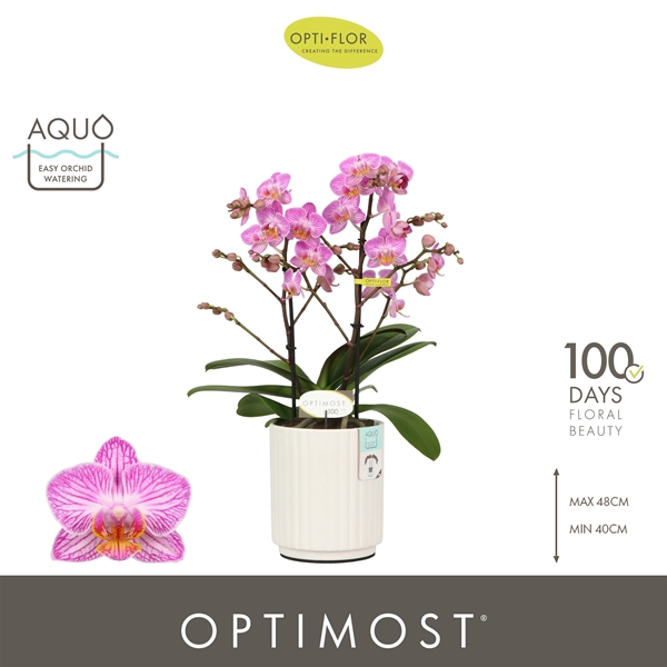 Phalaenopsis Multiflora 2-t Honeybee in Molise White Aquo