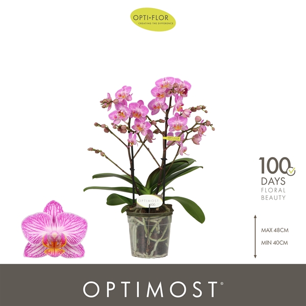 Phalaenopsis Multiflora 2-t Honeybee