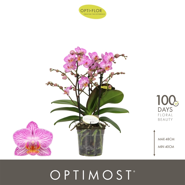 Phalaenopsis Multiflora 3-t Honeybee