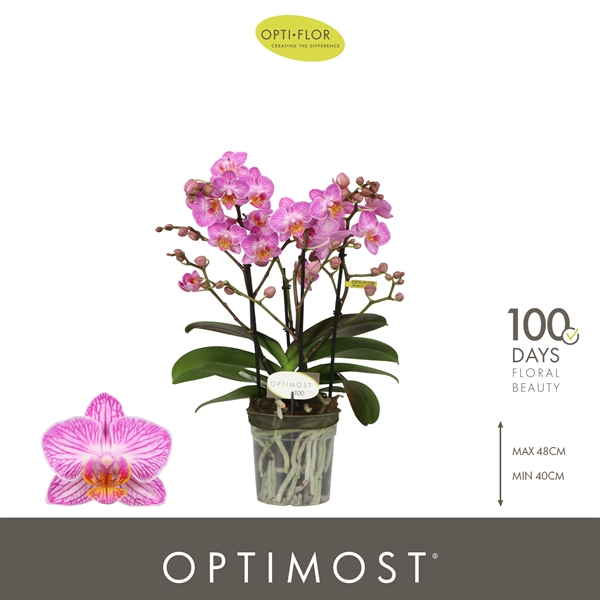 Phalaenopsis Multiflora 4-t Honeybee