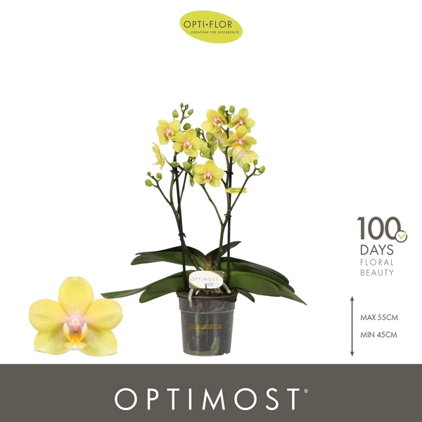 Phalaenopsis Multiflora 2-t Hera