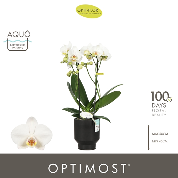 Phalaenopsis Multiflora 2-t Helios in Emilia Dark Brown Aquo