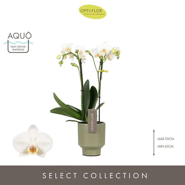 Phalaenopsis Multiflora 2-t Helios in Emilia Green Aquo