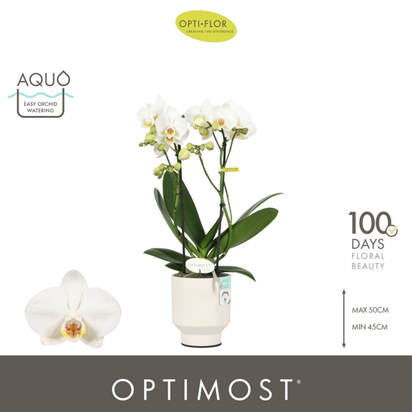 Phalaenopsis Multiflora 2-t Helios in Emilia White Aquo