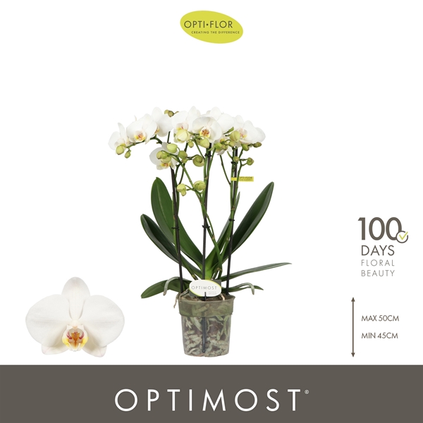 Phalaenopsis Multiflora 3-t Helios