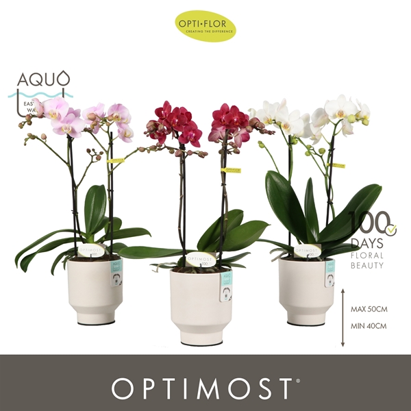 Phalaenopsis Multiflora 2-t Mixtray in Emilia White Aquo
