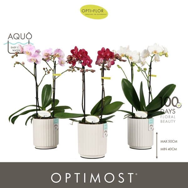 Phalaenopsis Multiflora 2-t Mixtray in Molise White Aquo