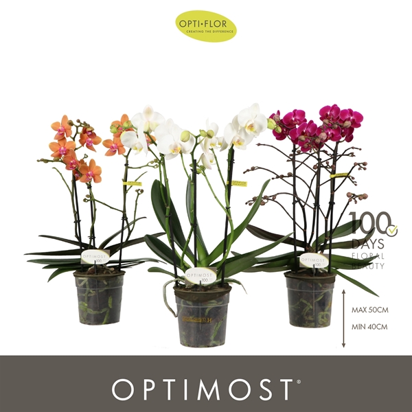 Phalaenopsis Multiflora 3-t Optimost Mixtray