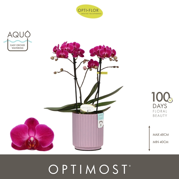Phalaenopsis Multiflora 2-t Morelia in Molise Lilac Aquo