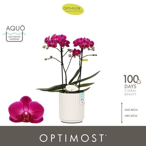 Phalaenopsis Multiflora 2-t Morelia in Molise White Aquo