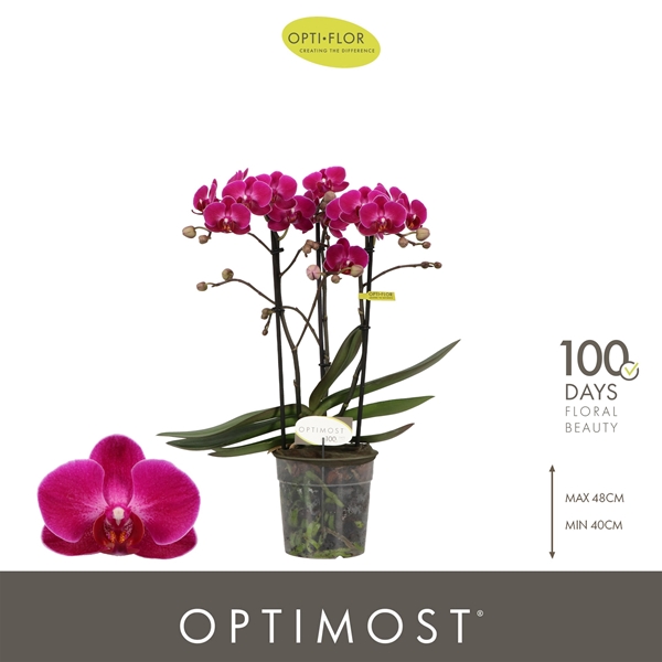 Phalaenopsis Multiflora 3-t Morelia