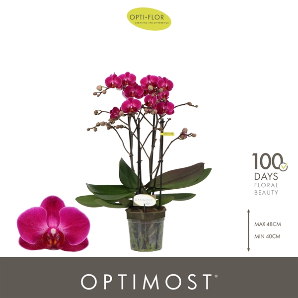 Phalaenopsis Multiflora 4-t Morelia