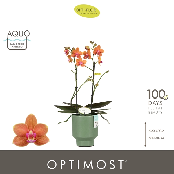 Phalaenopsis Multiflora 2-t Paprika in Emilia Green Aquo