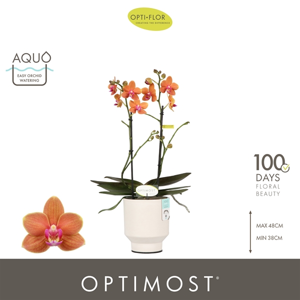 Phalaenopsis Multiflora 2-t Paprika in Emilia White Aquo