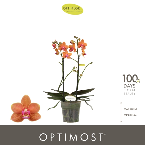 Phalaenopsis Multiflora 2-t Paprika