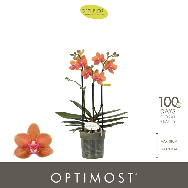 Phalaenopsis Multiflora 3-t Paprika