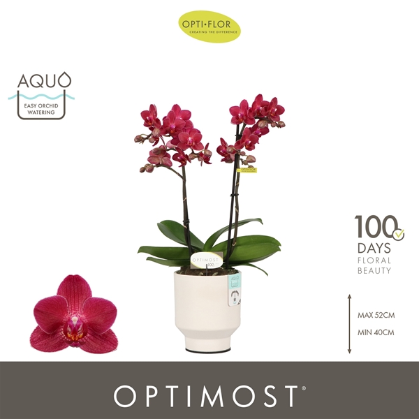 Phalaenopsis Multiflora 2-t Red Lion in Emilia White Aquo
