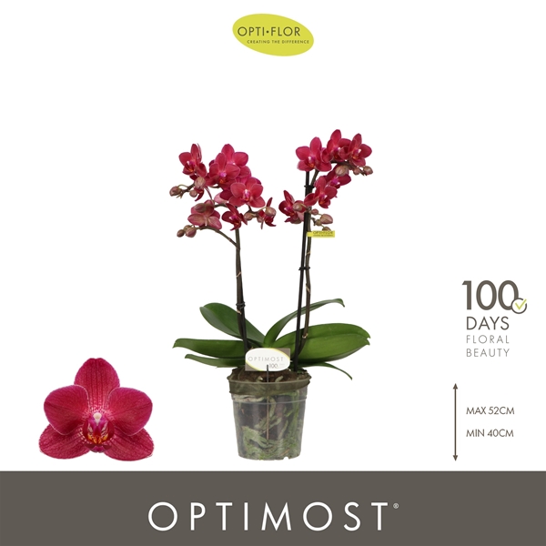 Phalaenopsis Multiflora 2-t Red Lion