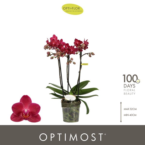 Phalaenopsis Multiflora 3-t Red Lion
