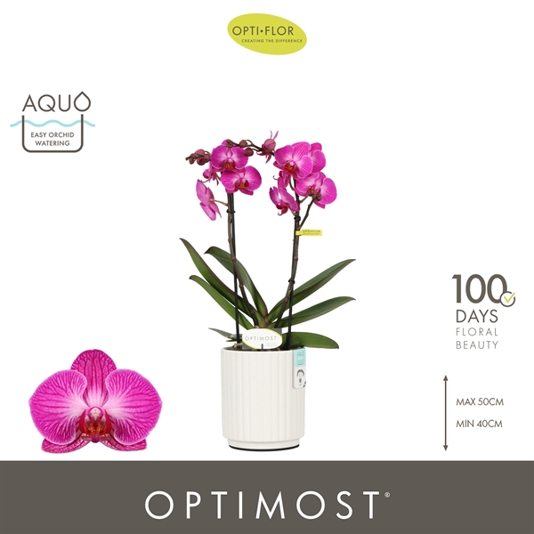 Phalaenopsis Multiflora 2-t Roma in Molise White Aquo