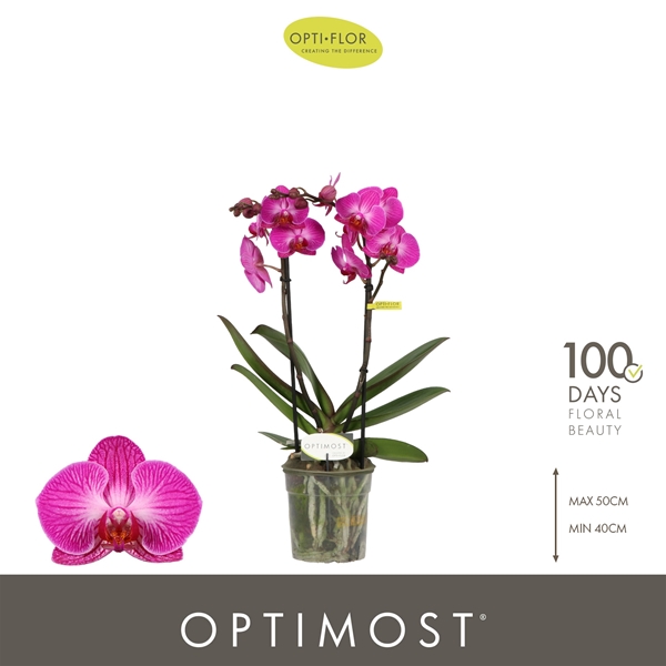 Phalaenopsis Multiflora 2-t Roma